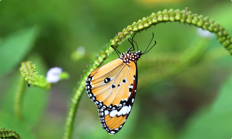 Transformarea fluturelui in 3 acte!