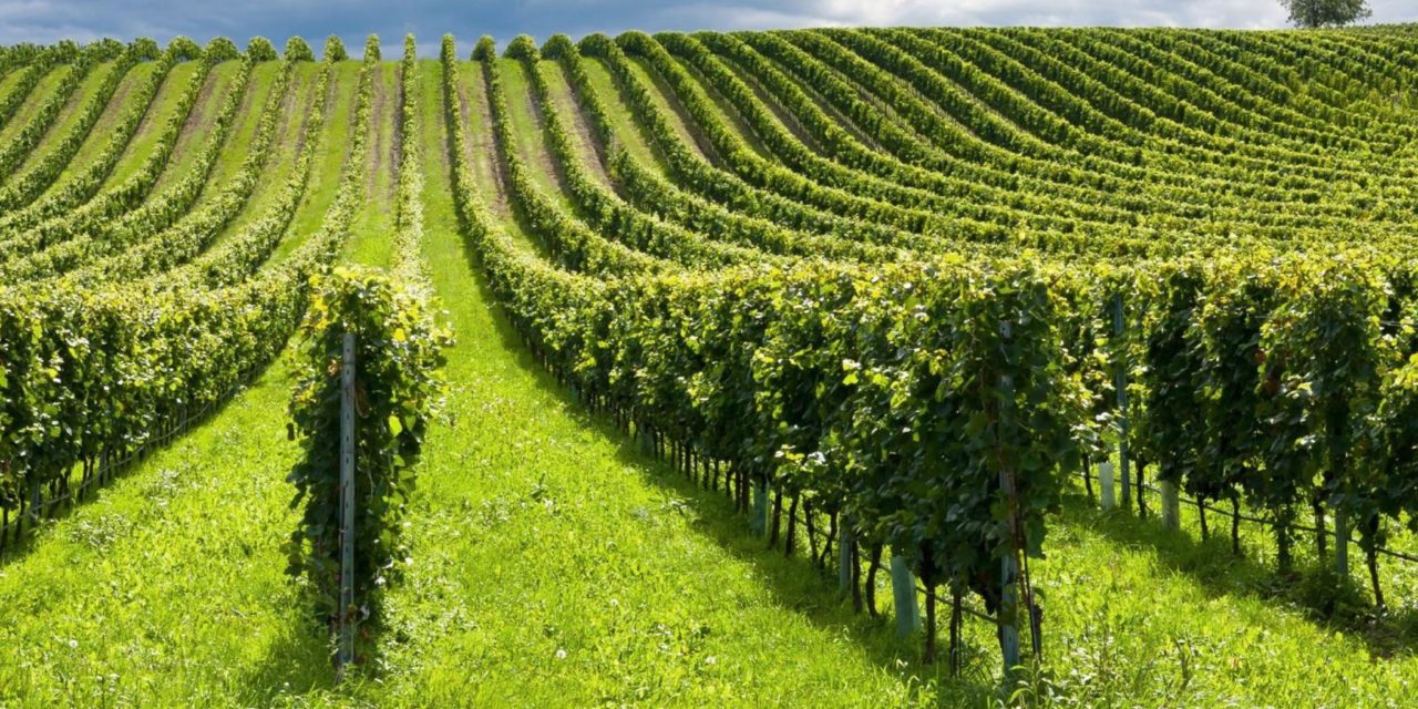 Ingrasaminte chimice pentru o nutritie bogata