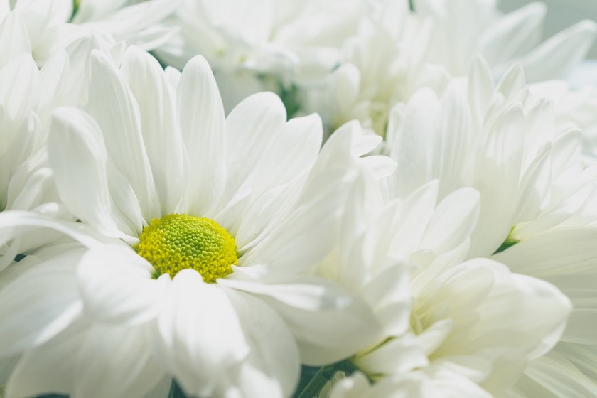 Iti plac florile albe? O florarie online te invata cand sa le daruiesti persoanelor dragi