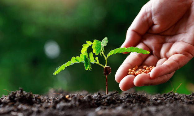 5 afaceri agricole pe care le poți înființa cu investiții minime
