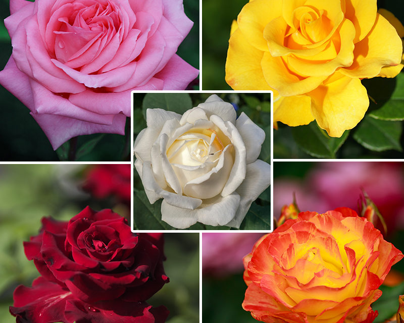 Butasi de trandafiri – pentru o gradină ca in vise