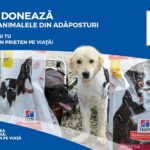 Hill’s Pet Nutrition doneaza mii de kilograme de hrana pentru animalele din adaposturi in cadrul campaniei #MisiuneaNoastraPrietenPeViata