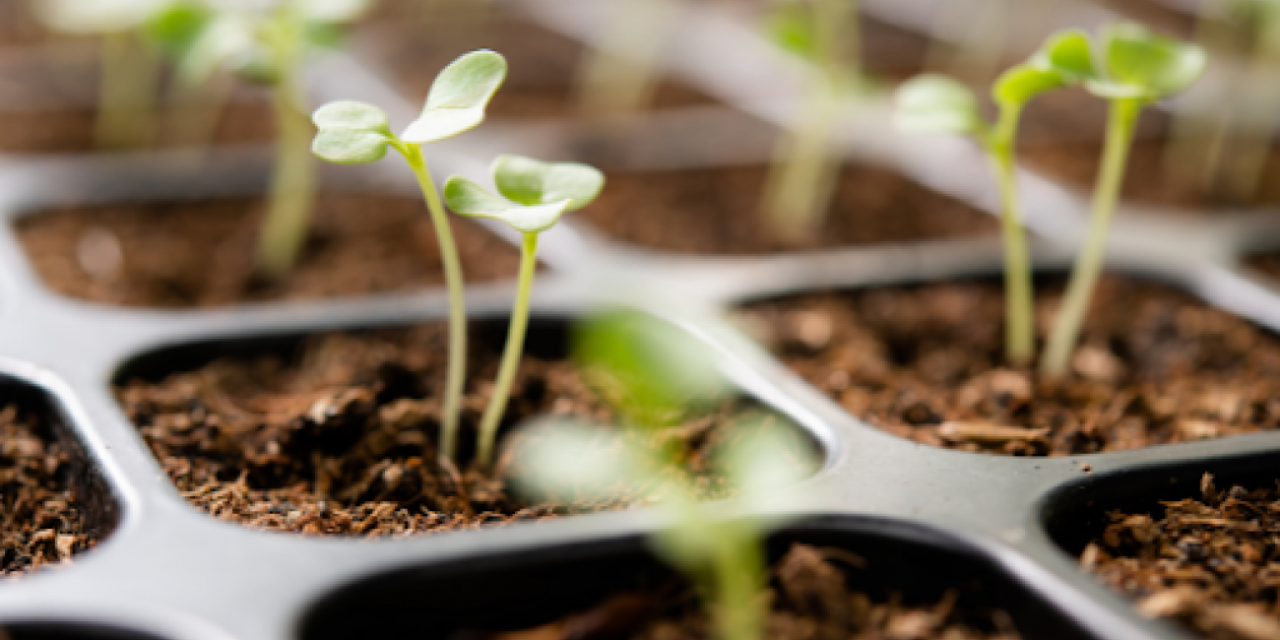 5 lucruri pe care nu le stiai despre alegerea semintelor de legume