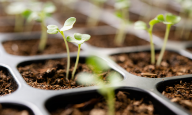 5 lucruri pe care nu le stiai despre alegerea semintelor de legume