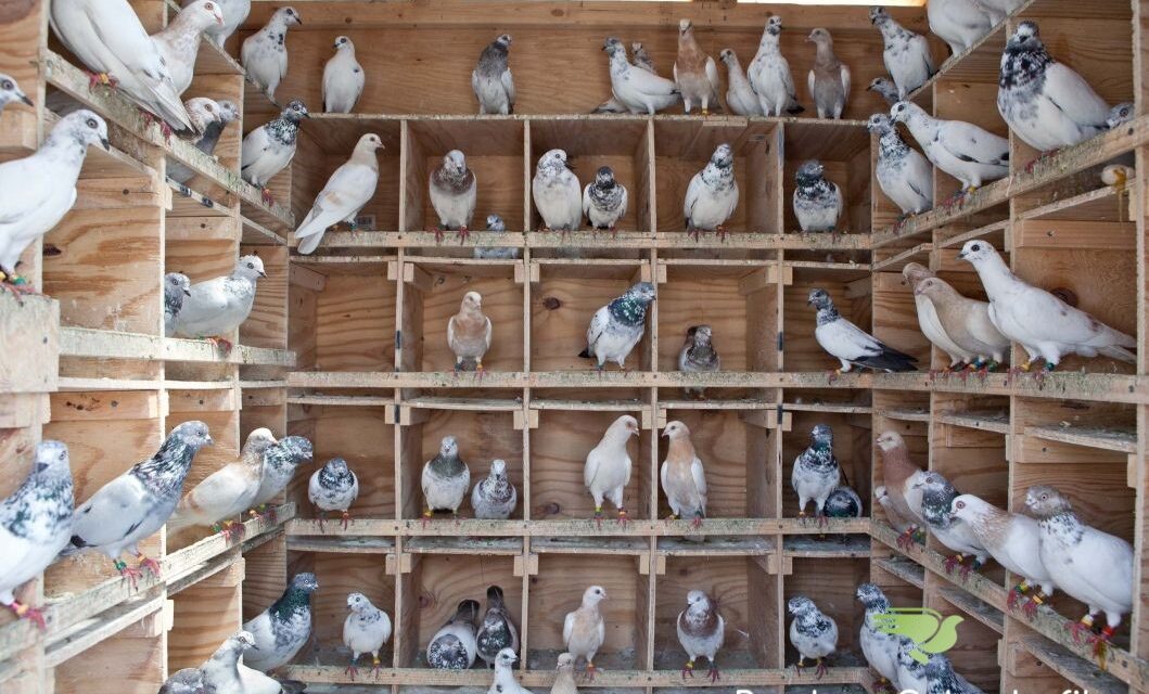 Cauti produse de calitate pentru porumbei? Produse Columbofile iti este partener de incredere