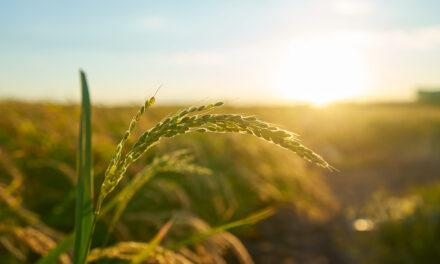 3 sfaturi utile pentru antreprenorii din domeniul agricol