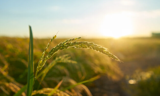 3 sfaturi utile pentru antreprenorii din domeniul agricol