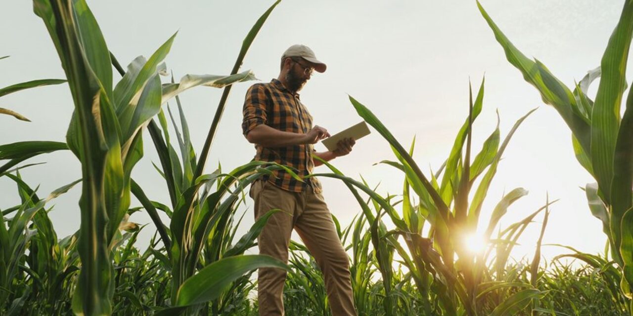 Combaterea buruienilor in cultura de porumb – 3 aspecte de care sa tii cont