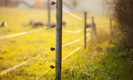 Ce izolatori pentru gardul electric sa alegi: 3 tipuri potrivite