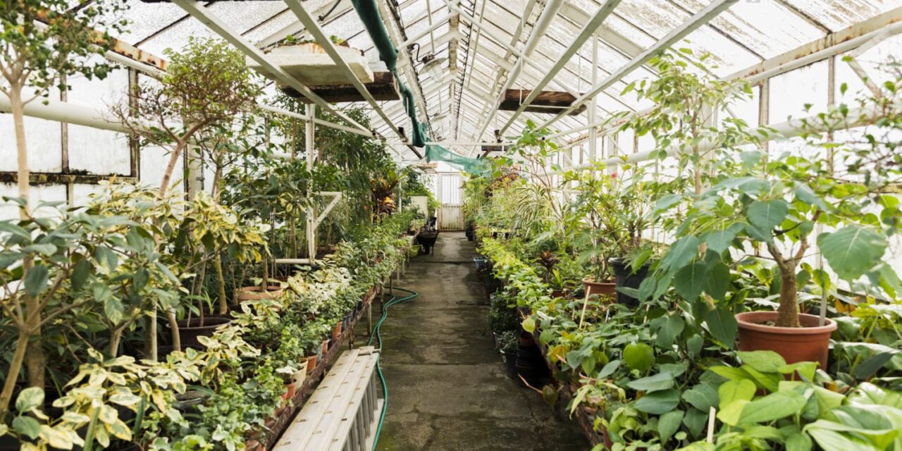 Cum să îți extinzi sezonul de cultivare cu ajutorul unei sere de calitate