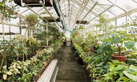 Cum să îți extinzi sezonul de cultivare cu ajutorul unei sere de calitate