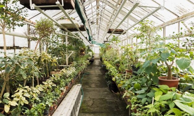 Cum să îți extinzi sezonul de cultivare cu ajutorul unei sere de calitate